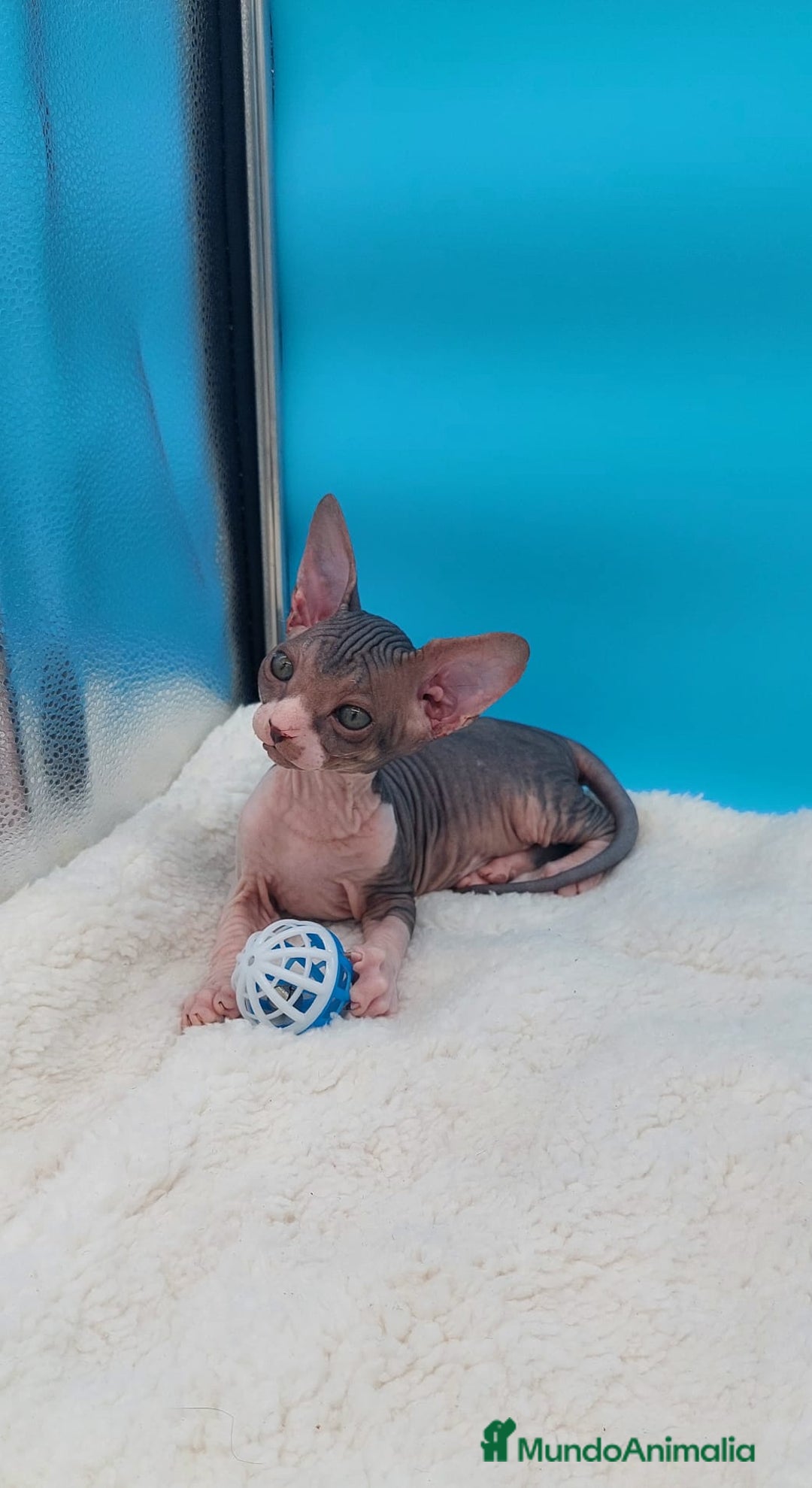 Sphynx gatos en venta: Precioso machito tabby  - Imagen 6