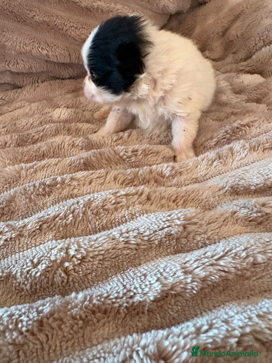 Pomerania perros en venta: Lulu Pomerania macho Party  Pele y Mele son papas  - Anuncio 4