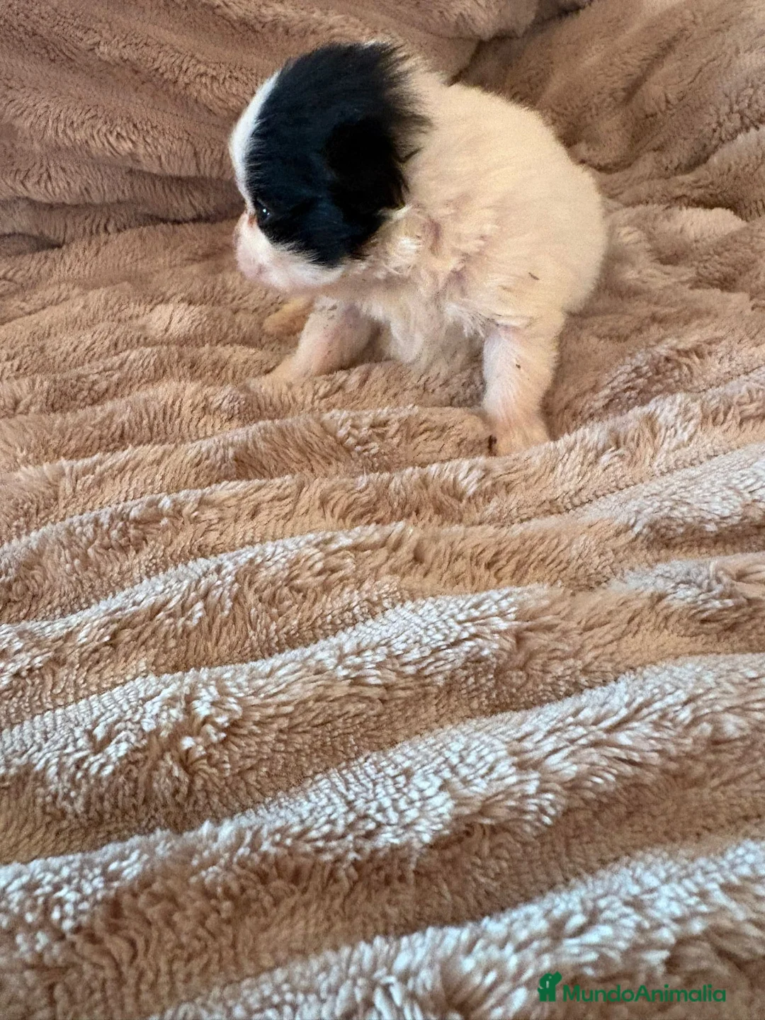 Pomerania perros en venta: Lulu Pomerania macho Party  Pele y Mele son papas  - Anuncio 4