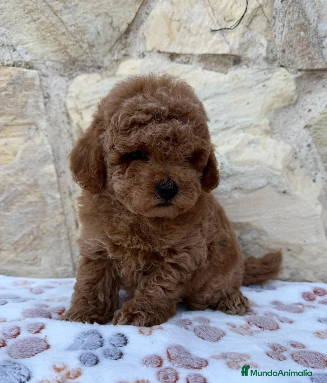 Caniche Toy perros en venta: Caniche toy - Anuncio 2