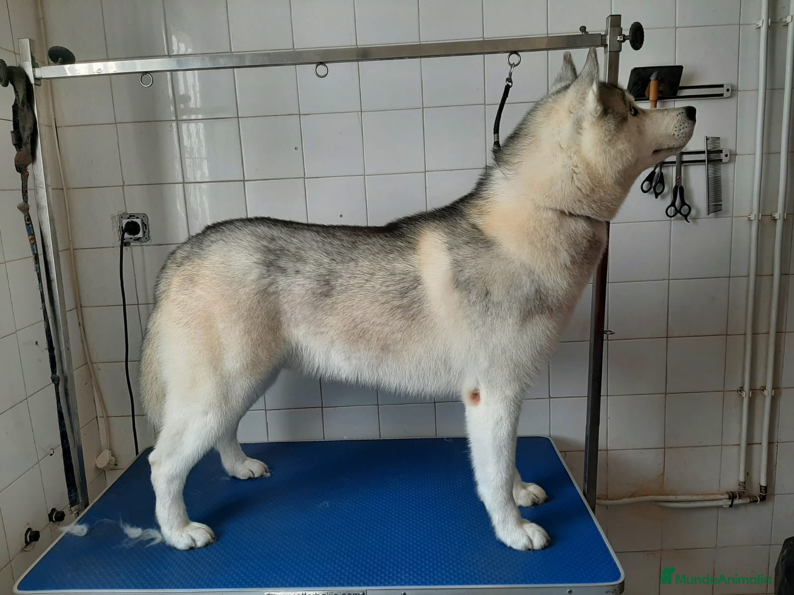 Husky Siberiano perros HUSKY SIBERIANO  - Anuncio 1