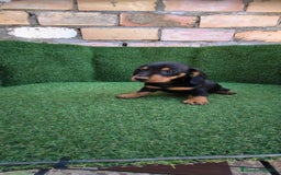 Teckel Miniatura perros en venta: teckel miniatura arlequin - Imagen 8