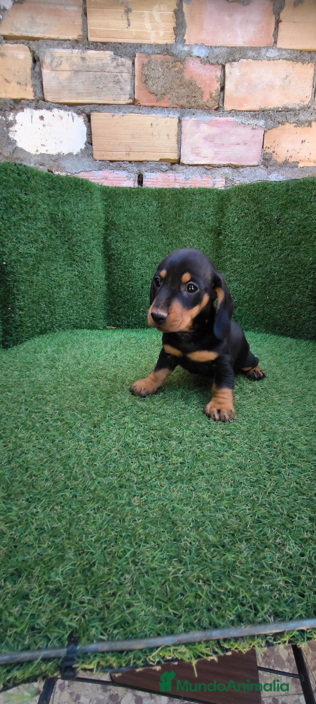 Teckel Miniatura perros en venta: teckel miniatura arlequin - Imagen 8