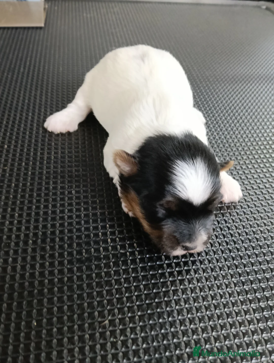 Biewer Yorkshire Terrier a la Pom Pon perros en venta: Hembras biewers pedigree opcional.  - Anuncio 2