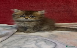 Británico de Pelo Largo gatos en venta: Monísimo British Golden de ojos verdes - Imagen 8