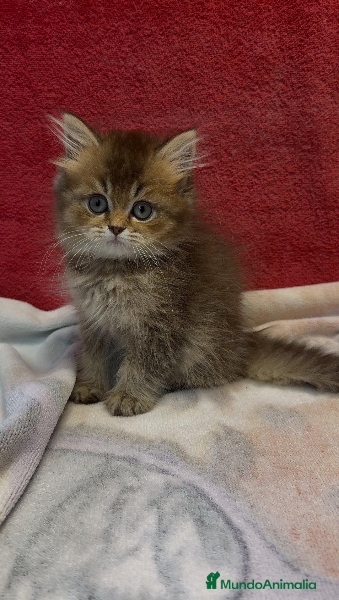 Británico de Pelo Largo gatos en venta: Monísimo British Golden de ojos verdes - Imagen 8