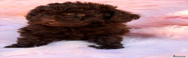 Caniche Toy 2