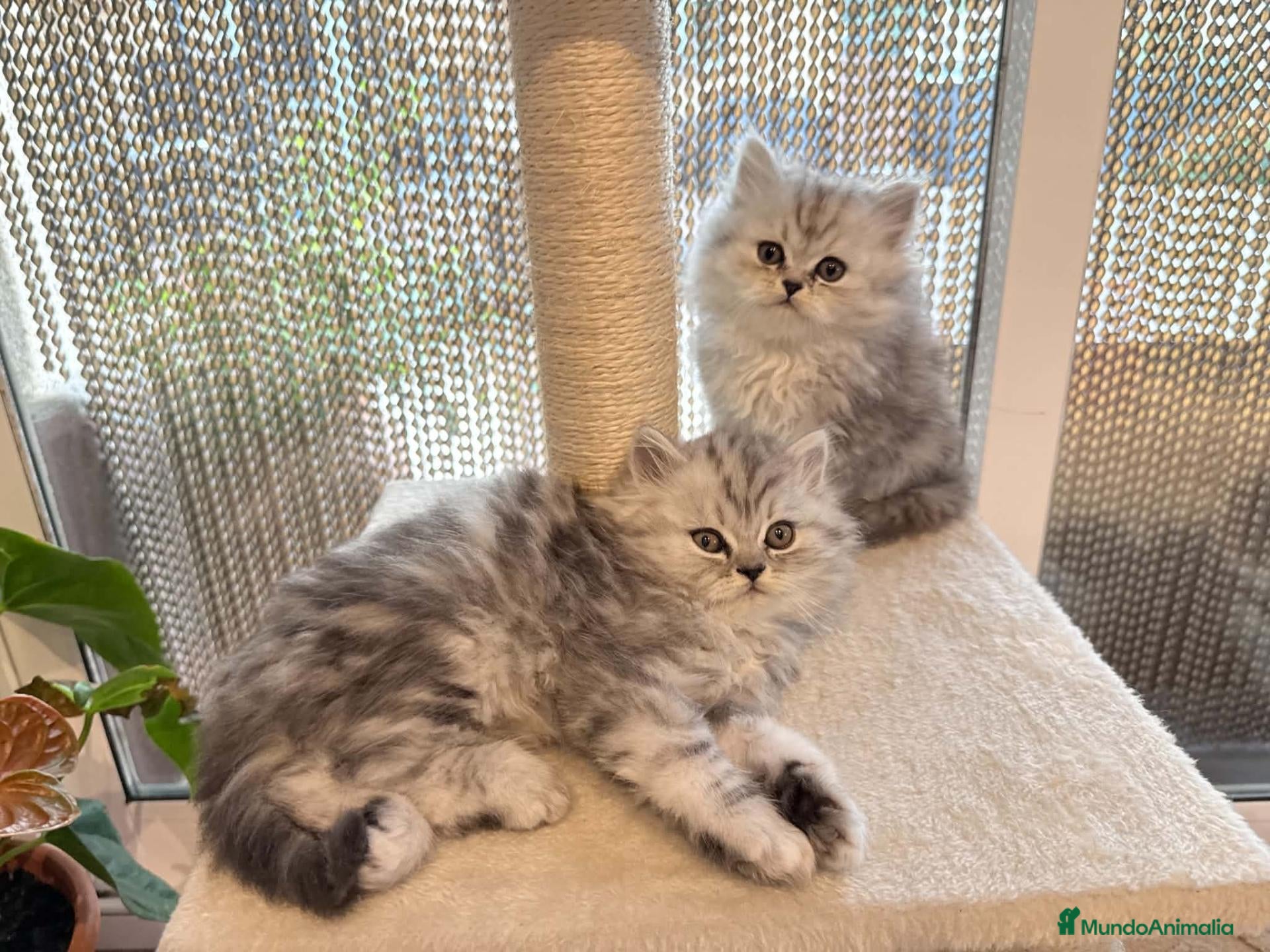 Persa gatos en venta: Persa - Anuncio 20