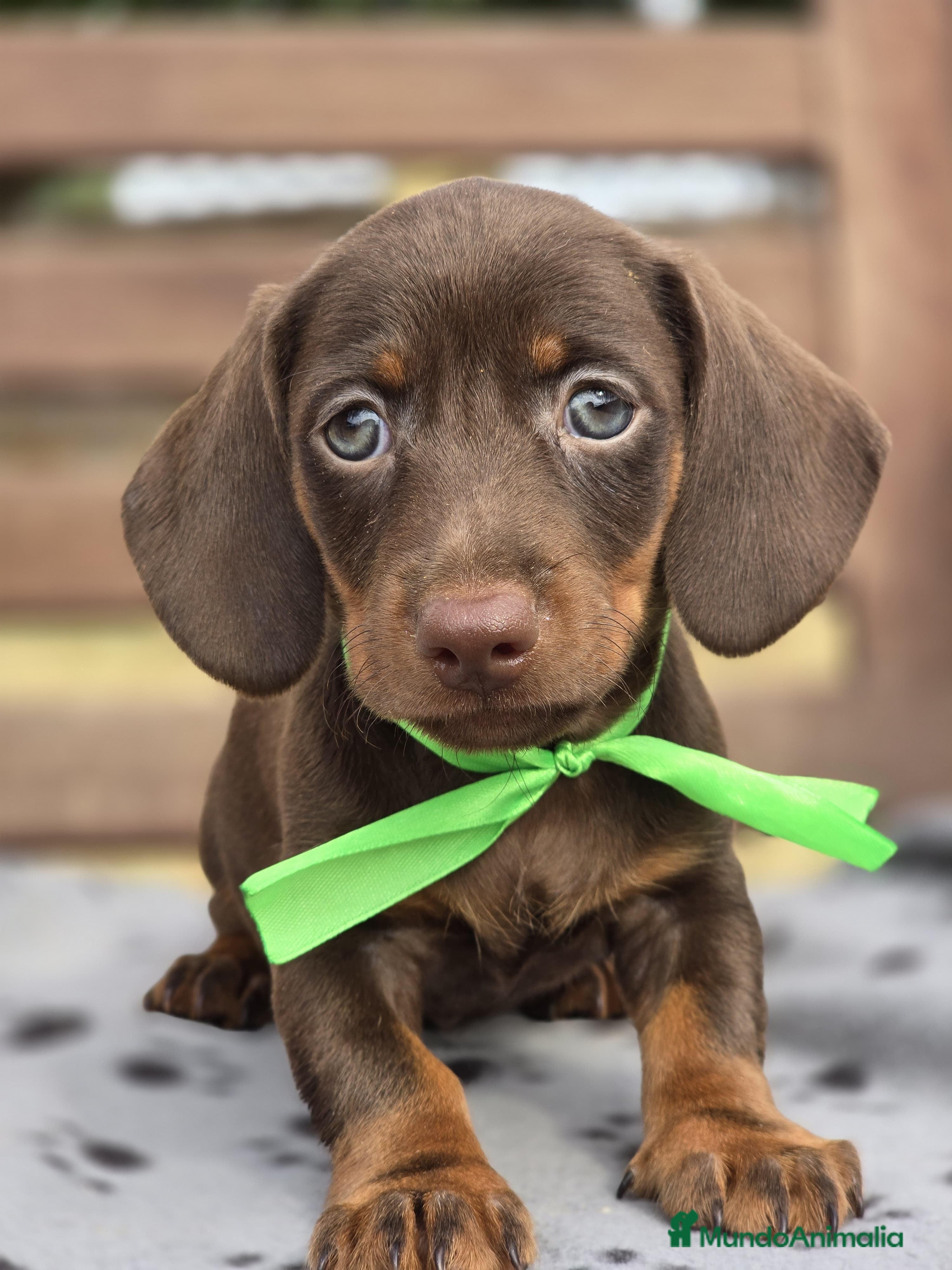 Teckel perros TECKEL MINIATURA Y KANINCHEN  - Anuncio 2