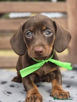 Teckel perros TECKEL MINIATURA Y KANINCHEN - Anuncio 3