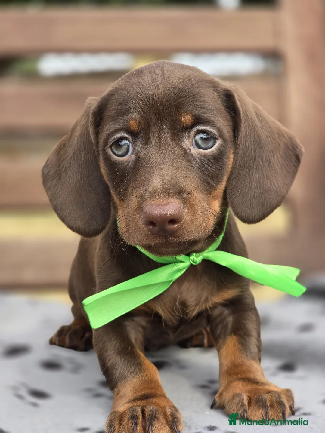 Teckel perros en venta: TECKEL MINIATURA Y KANINCHEN  - Anuncio 2