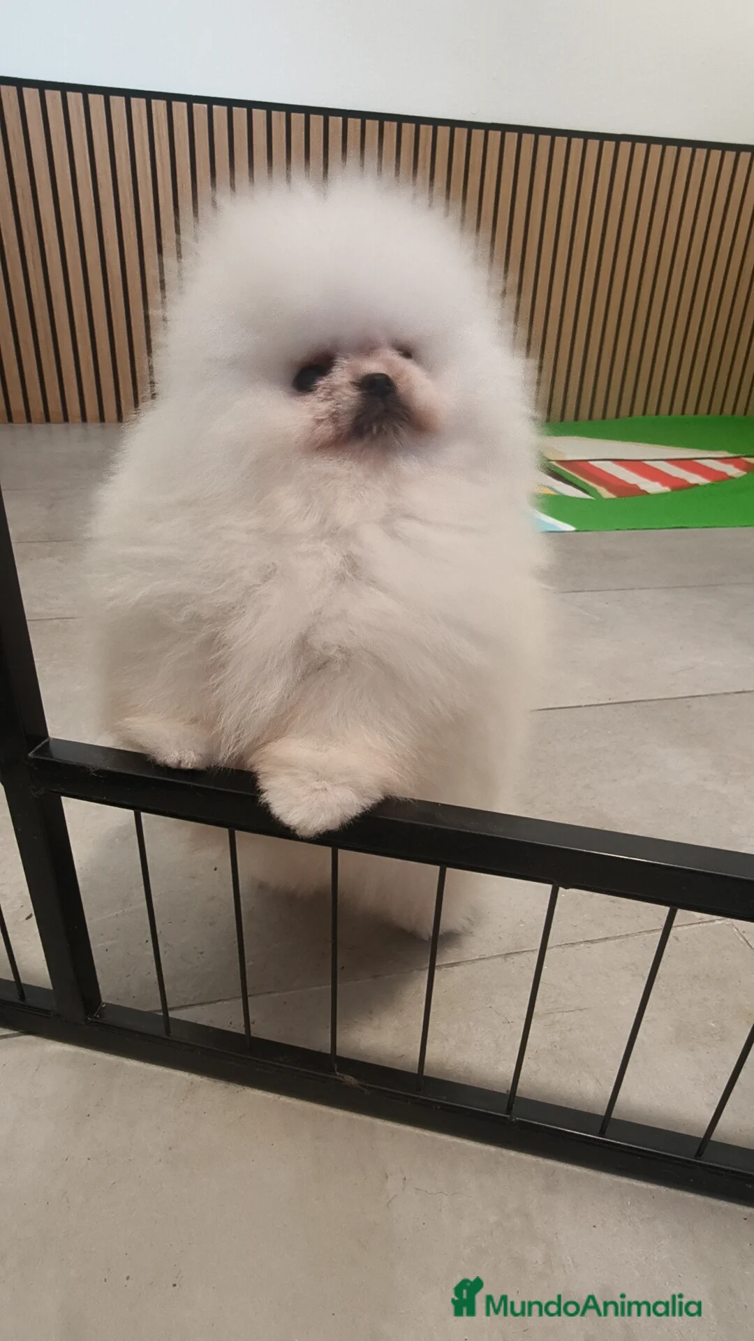 Pomerania perros en venta: Pomerania TOY Blanco nuclear ♂️ excelente  - Anuncio 5