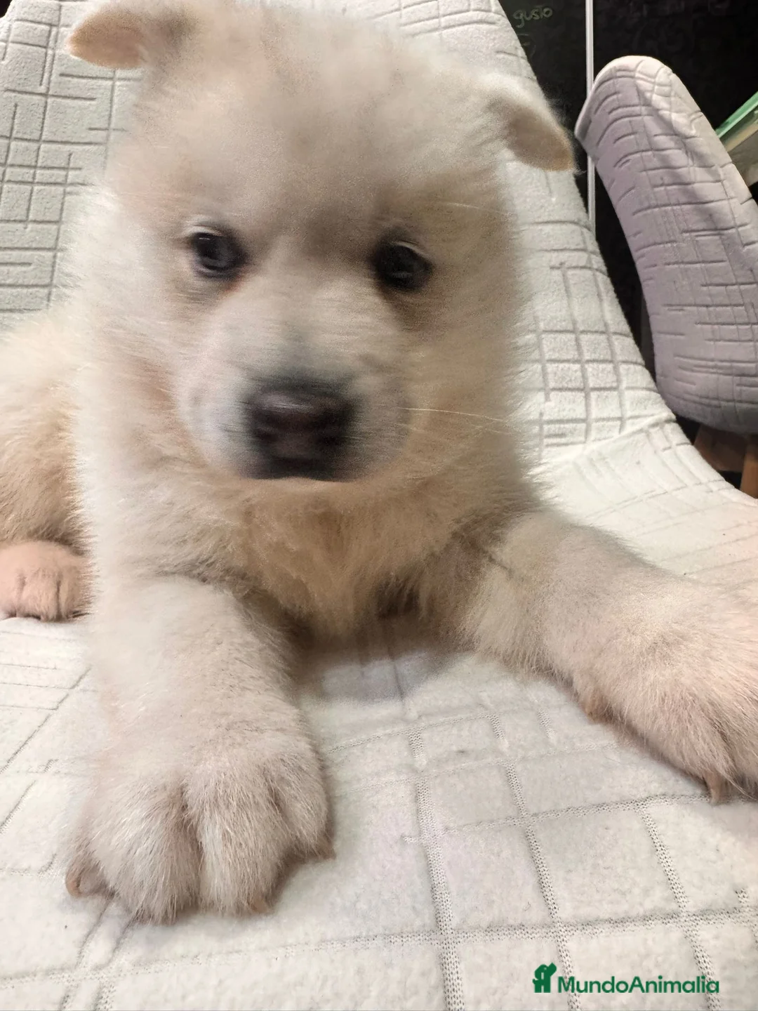 Pomsky perros en venta: Cachorro macho de Pomsky buen precio - Anuncio 11