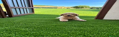 Caniche Toy 1