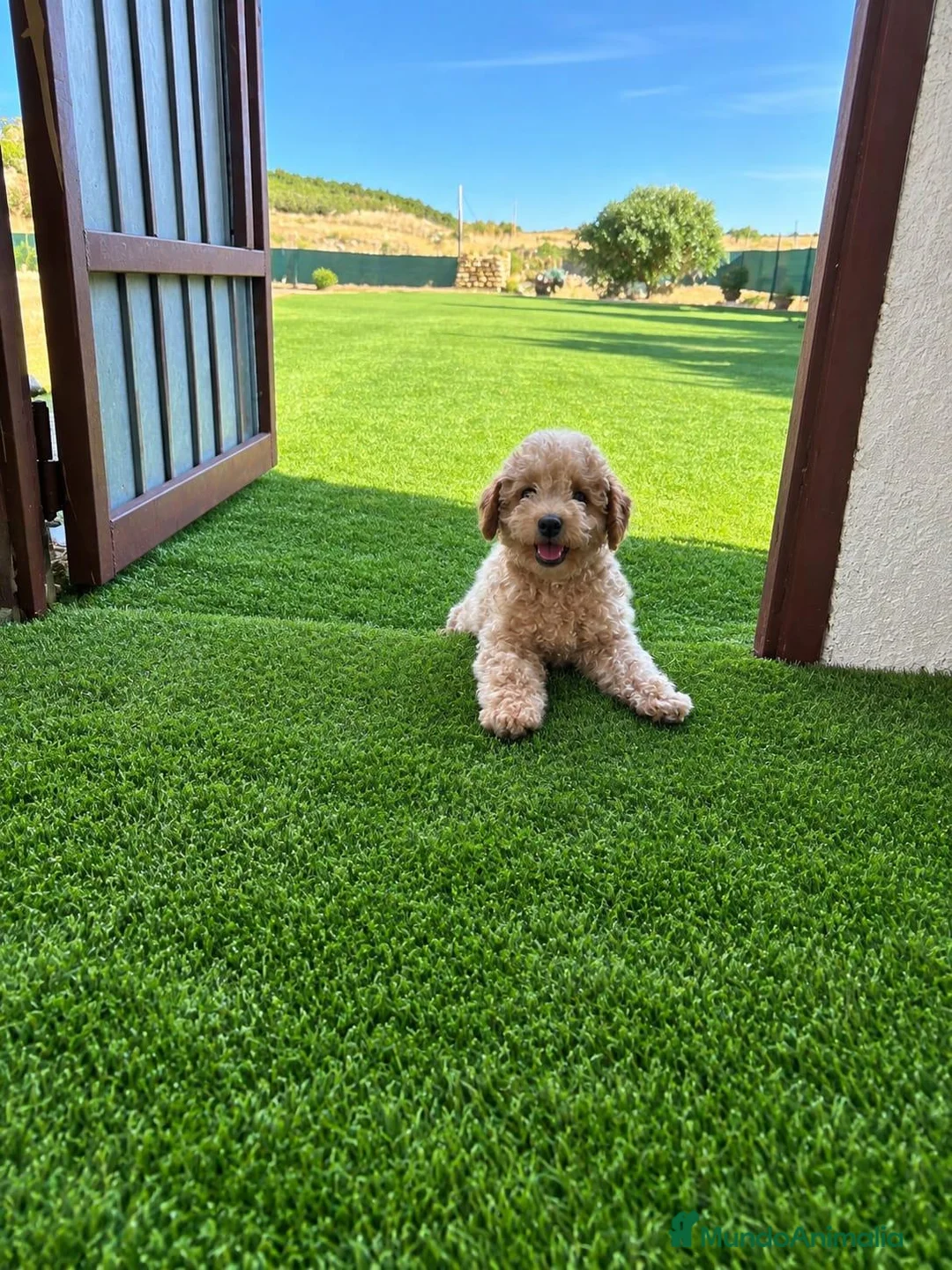 Caniche Toy perros en venta: Cachorros Caniche Toy - Anuncio 3