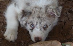 Border Collie perros en venta: MACHO rojo mirlo de Border Collie - Imagen 5