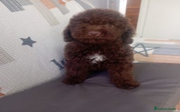 Perro de Agua Español perros en venta: Perro de agua español - Imagen 4