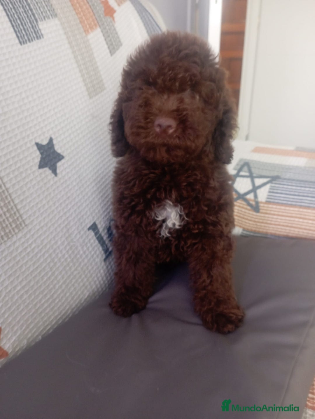 Perro de Agua Español perros en venta: Perro de agua español - Imagen 4