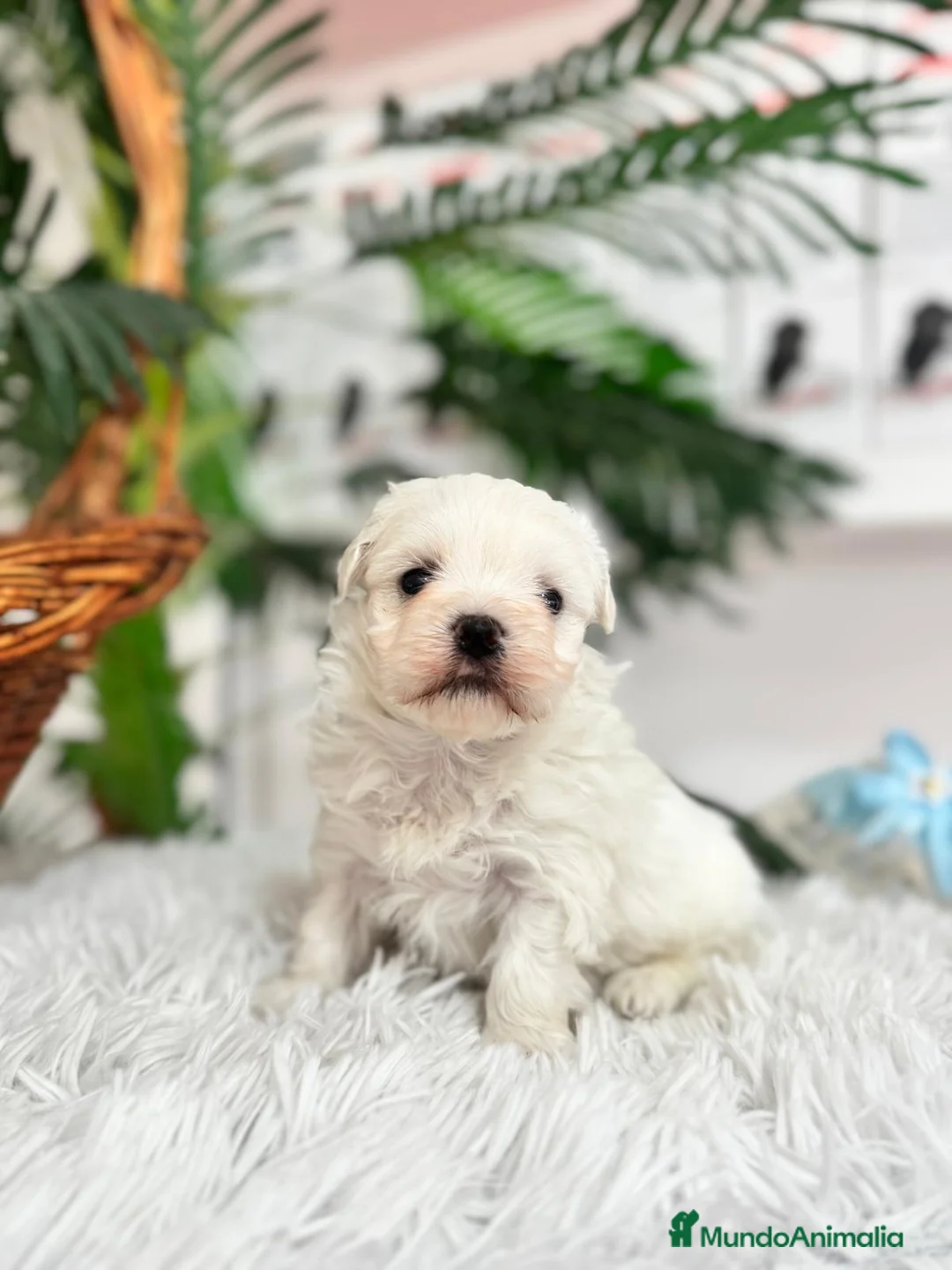 Bichón Maltés perros en venta: BICHON MALTES - Anuncio 4