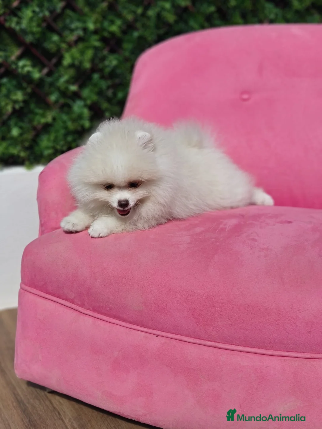 Pomerania perros en venta: Pomerania  - Anuncio 2