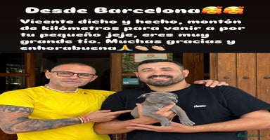 American Staffordshire-Terrier perros - Anuncio 8