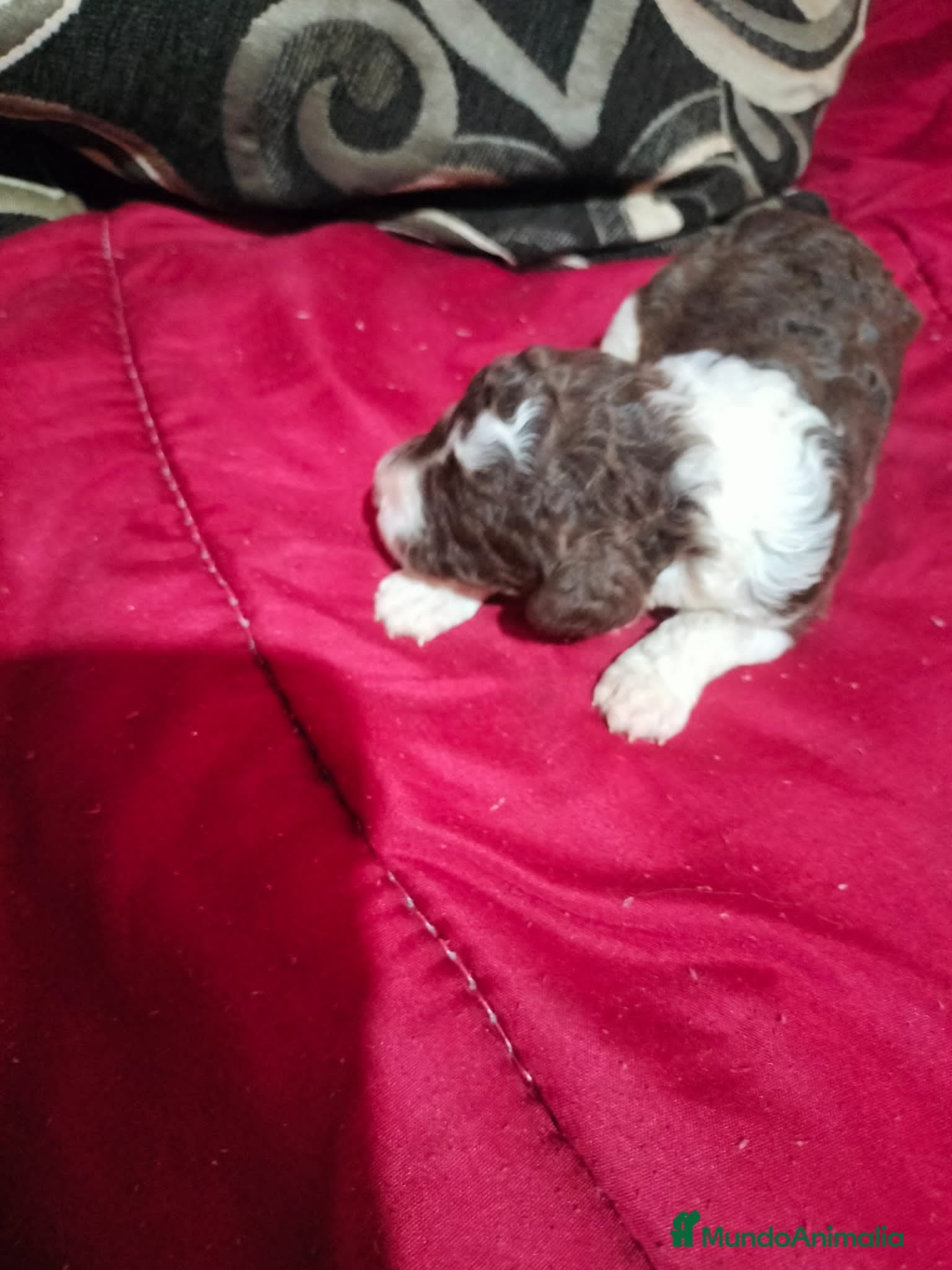 Perro de Agua Español perros PRECIOSOS BICOLOR - Anuncio 2