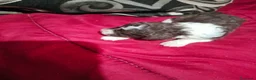 Perro de Agua Español perros en venta: PRECIOSOS BICOLOR en Álava - Anuncio 1
