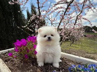 Pomerania perros Pomerania (lulu de Pomerania Toy) - Anuncio 1