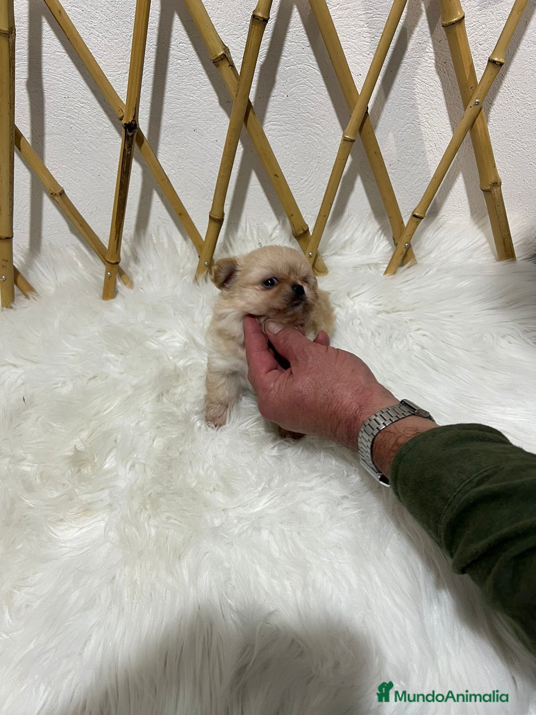 Chihuahua perros en venta: CHIHUAHUA PELO LARGO MINI TOY - Anuncio 2