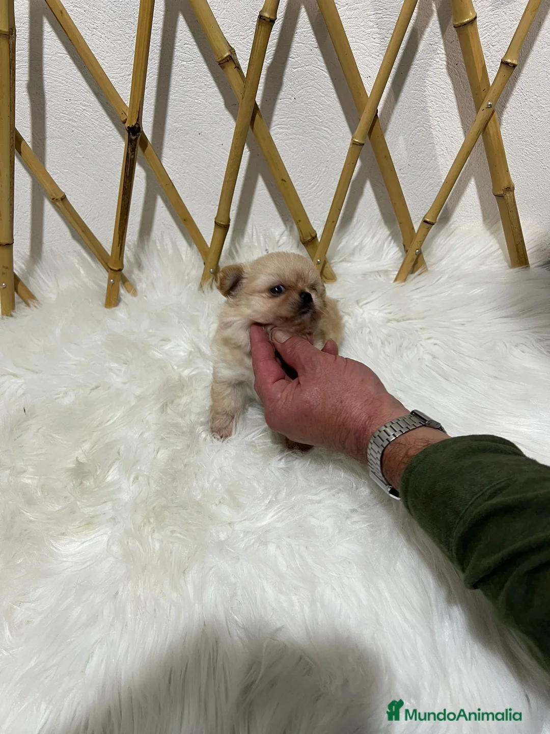 Chihuahua perros en venta: CHIHUAHUA PELO LARGO MINI TOY - Anuncio 2