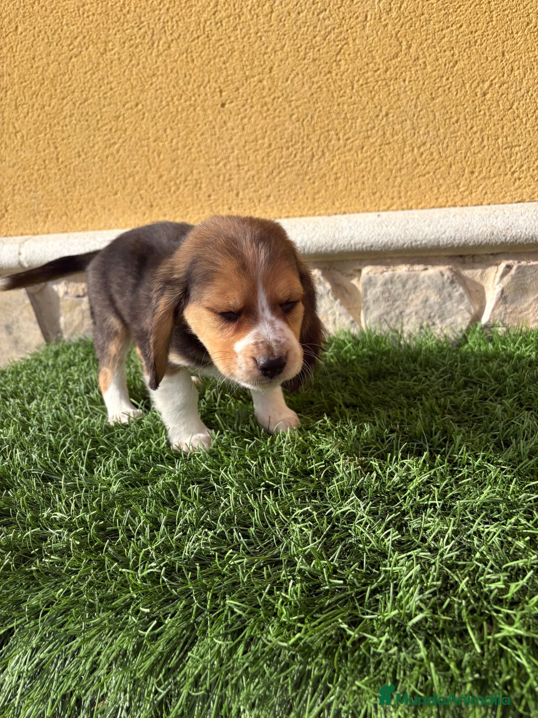 Beagle perros en venta: Espectacular cachorro de Beagle - Anuncio 15