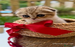 Británico de Pelo Corto gatos en venta: Gatitos British y Scottish Fold  - Imagen 1