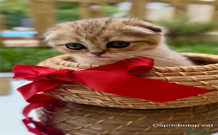 Británico de Pelo Corto gatos - Anuncio 1