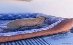 Whippet perros en venta: Whippet blue  - Imagen 34