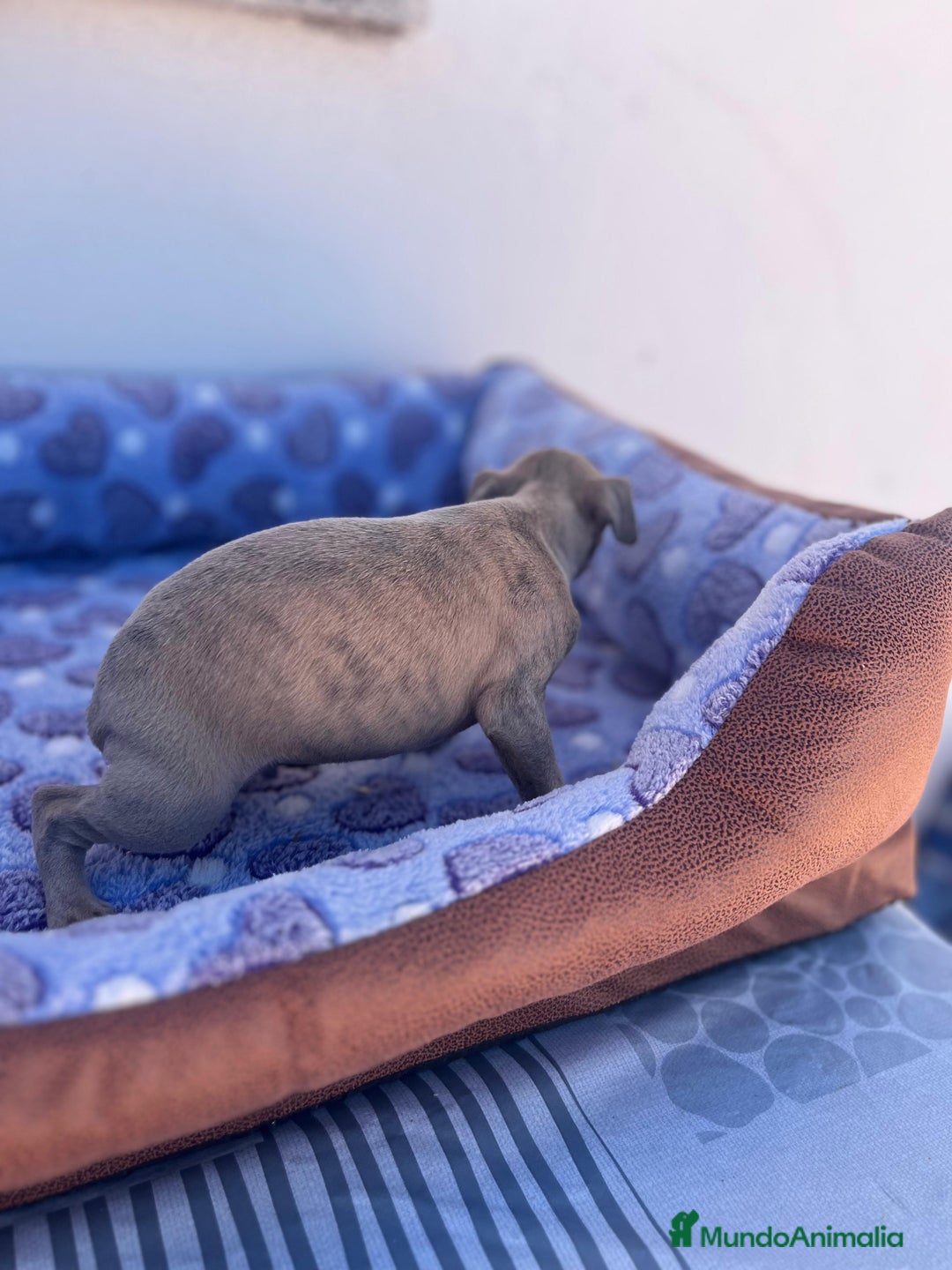Whippet perros en venta: Whippet blue  - Imagen 34