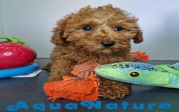 Caniche Enano perros en venta: Caniche Hembra DCD 5774 AQUANATURA - Imagen 8