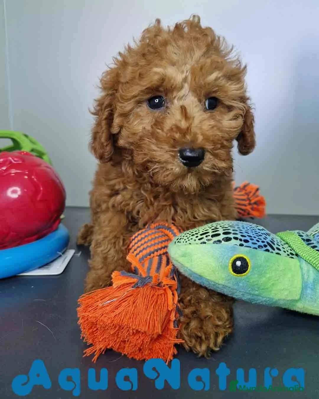 Caniche Enano perros en venta: Caniche Hembra DCD 5774 AQUANATURA - Anuncio 8