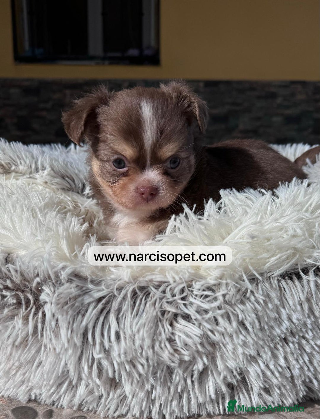 Chihuahua perros en venta: CHIHUAHUA PELO LARGO - Imagen 1