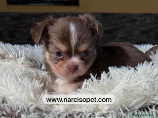 Chihuahua perros CHIHUAHUA PELO LARGO - Anuncio 1