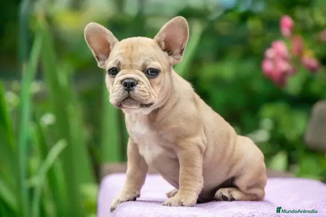 Bulldog Francés perros en venta: BULLDOG FRANCES MINIATURA  - Imagen 3