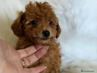 Caniche Toy perros Caniche Toy rojo - Anuncio 4