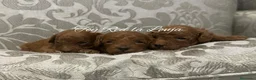 Caniche Toy perros en venta: caniche toy  en Valencia - Anuncio 3