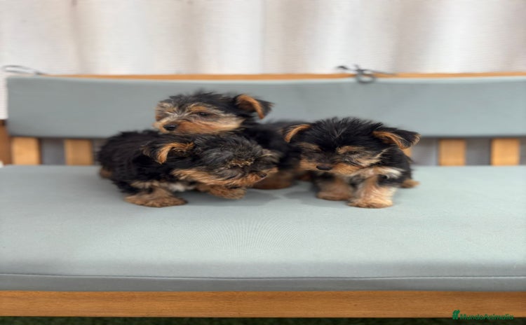 Yorkshire Terrier perros - Propaganda 3