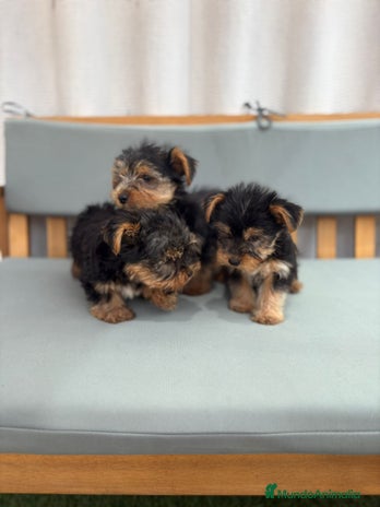 Yorkshire Terrier perros - Anuncio 7