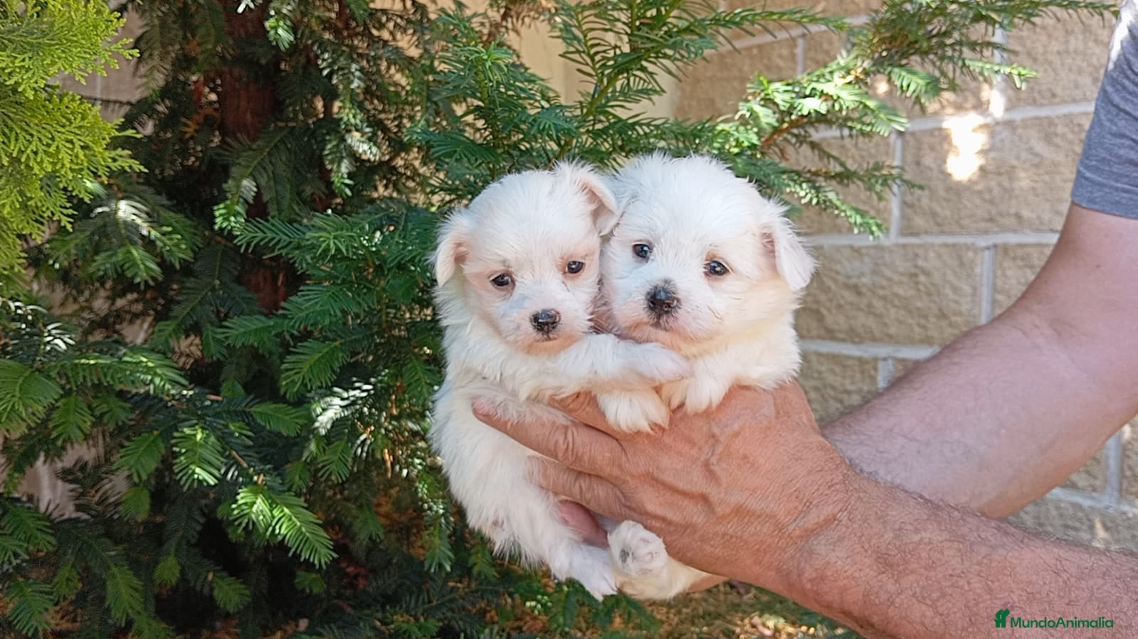 Bichón Maltés perros Bichón maltes  - Anuncio 1