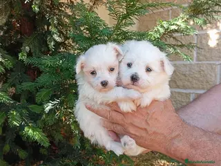 Bichón Maltés perros Bichón maltes - Anuncio 1