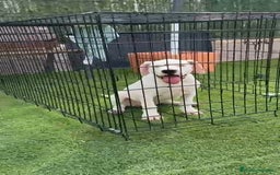 Dogo Argentino perros en venta: Dogo Argentino  - Imagen 2