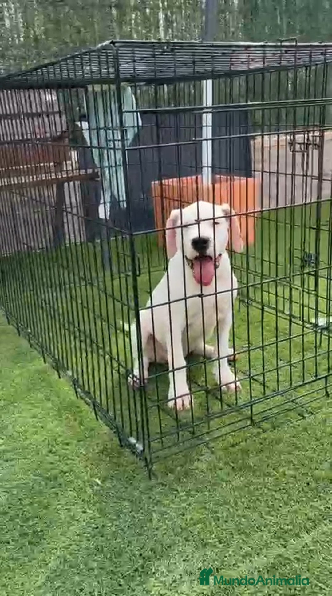 Dogo Argentino perros en venta: Dogo Argentino  - Imagen 2