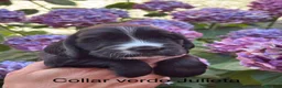 Cocker Spaniel Inglés perros en venta: Cocker Spaniel Inglés  - Anuncio 5