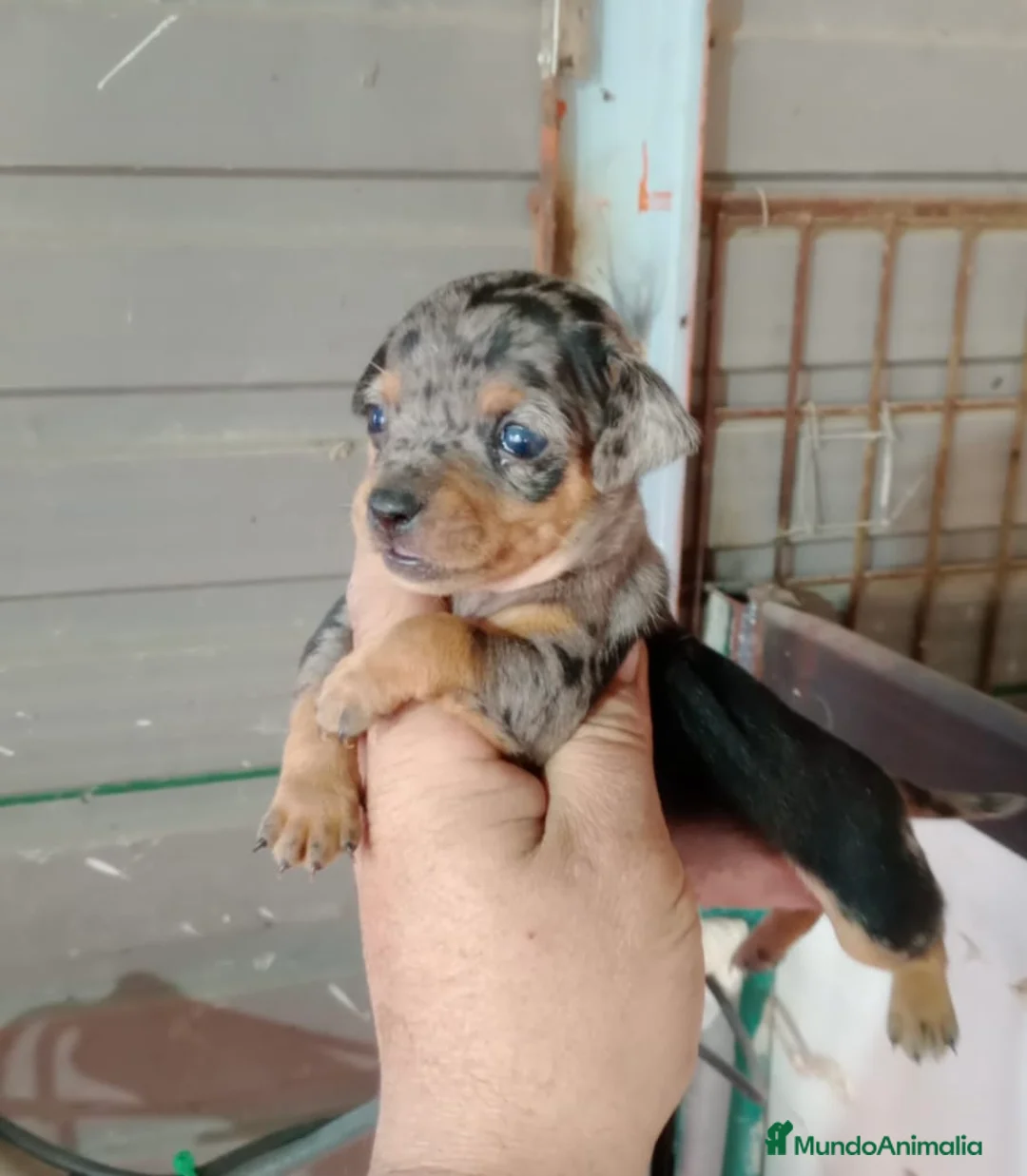 Ratón de Praga perros en venta: Ratón de praga - Anuncio 1